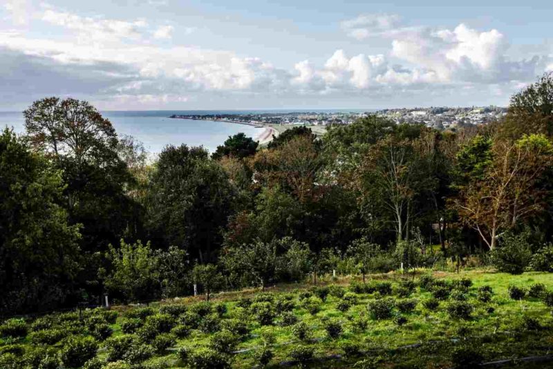 The sea forms a backdrop for our Jersey Fine Tea garden in Gorey - all part of our Jersey tea terroir.