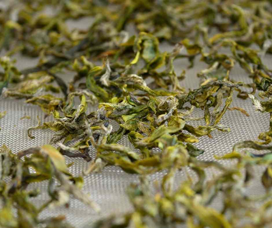Green tea from Jersey Fine Tea being dried