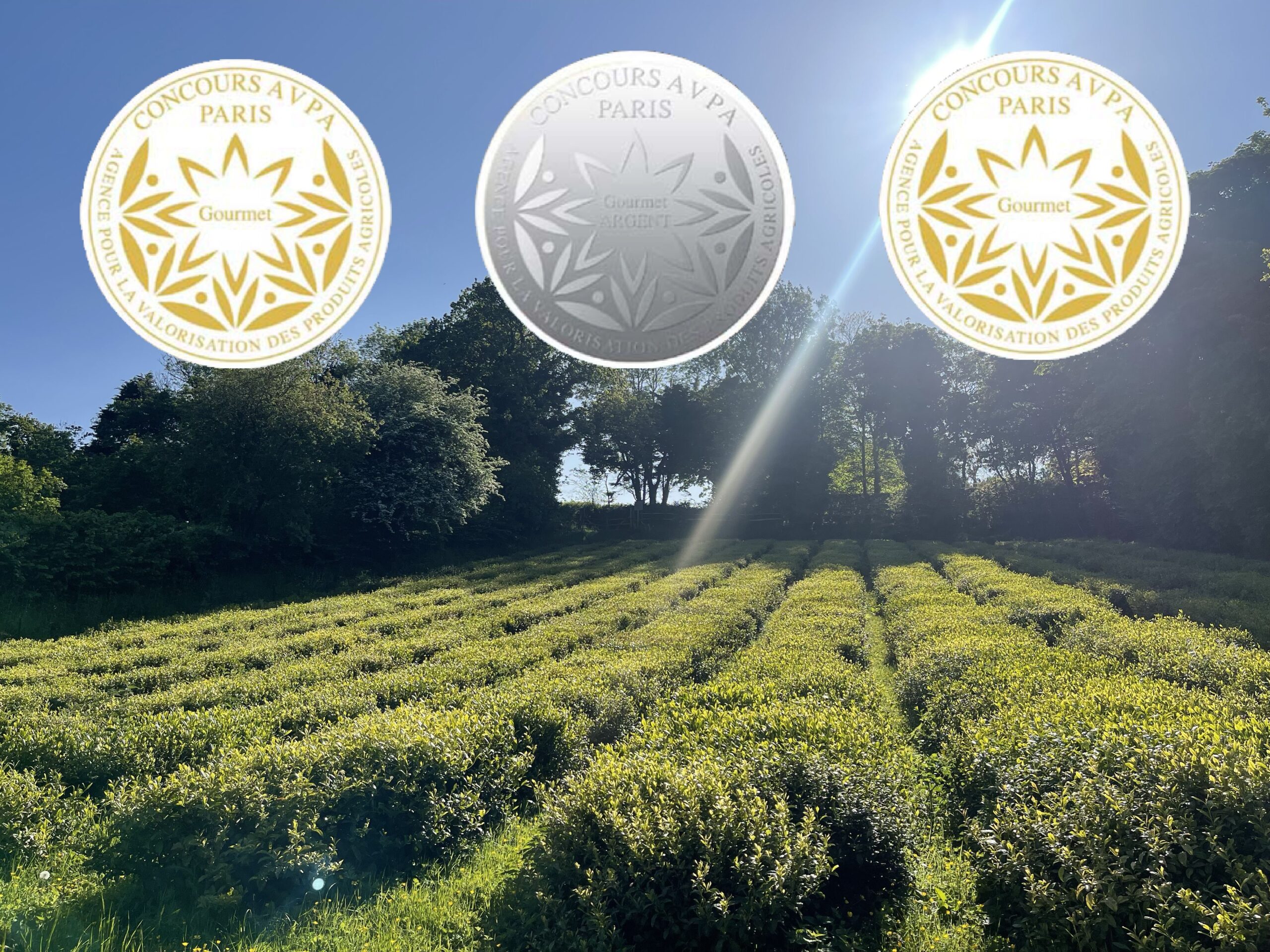 Jersey Fine Tea Gardens